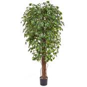 180cm (6ft) Ficus Liana with Natural Tree Trunk - Green