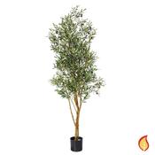 6ft (180cm) Natural Tree Trunk Fruit Olive (Fire Resistant) - Green