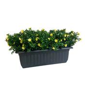 53cm Outdoor Living Yellow Jasmine Window Box