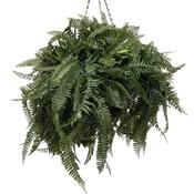 Short Green Bushy Fern - Hanging Basket image