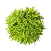 Wheat and Fern Half Ball