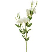 80cm (2.5ft) Eustoma - White image