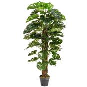 5ft (150cm) Monstera image