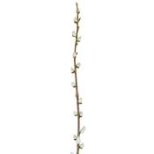 114cm Leaf Pussy Willow