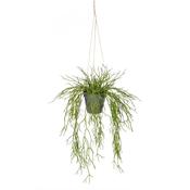 55cm Grass Hanging in Rusted Pot image