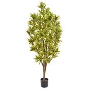 Dracaena Reflexa (170cm)
