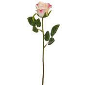 Rose White/Pink (52cm)