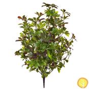 80cm Plants Pawpaw (UV Protected)