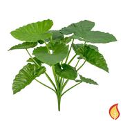 84cm Plants Alocasia Calidora (Fire Resistant) image