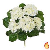 45cm Plants Cream Hydrangea Bush (Fire Resistant)