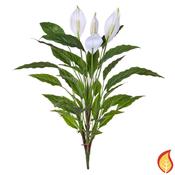 80cm (3ft) Plants Spath Bush (Fire Resistant)
