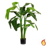 4ft (125cm) Plants Musa Cocinea (Fire Resistant)
