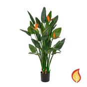 150cm Strelitzia in Pot (Fire Resistant)