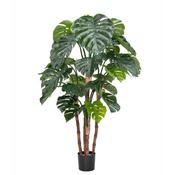 5.5ft (165cm) Green Monstera
