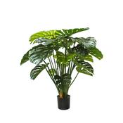 4ft (120cm) Monstera in Pot