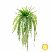 65cm Plants Boston Fern (UV Resistant)