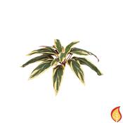 37cm Plants Base Caladium Bush (Fire Resistant)