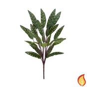 65cm Plants Peacock Bush (Fire Resistant)