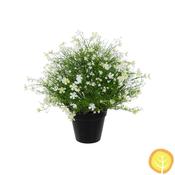 47cm Plants Baby's Breath White in Pot (UV Resistant) image