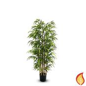 5ft (150cm) Bamboo Nitida (Fire Resistant)