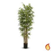 7ft (210cm) Bamboo Nitida (Fire Resistant)