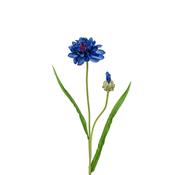 65cm Corn Flower Blue