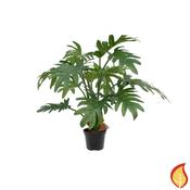 43cm Plants Philodendron Selloum (Fire Resistant) image