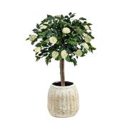 4ft (125cm) Camelia in White Bamboo image