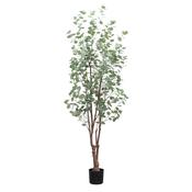 8ft (240cm) Eucalyptus Tree