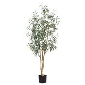 7ft (210cm) Olive Tree