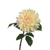 70cm (2.5ft) Dahlia Large Pink Cream