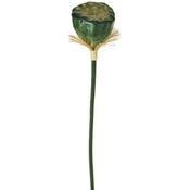 60cm Lotus Pod Green image