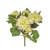 55cm (1.8ft) Flowering Dahlia - Cream image
