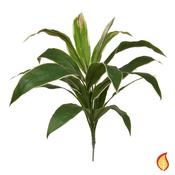 62cm Cordyline - Green &amp; Yellow (Fire Resistant) image