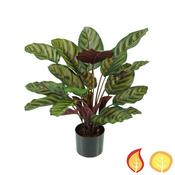 58cm Plants Base Potted Calathea Makoyana (Fire Resistant and UV Protected) image
