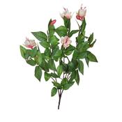 Plants Flowering Small Cream Fuchsia image