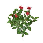 Plants Flowering Small Red Fuchsia image