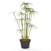 86cm Cyperus Alterni in Pot