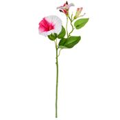 25cm Flowering Morning Glory - Pink/White image