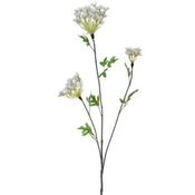 92cm (3ft) Queen Anne Lace image