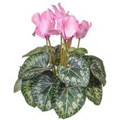 32cm Flowering Cyclamen Pink image
