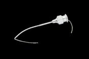 23G HARRISON BUTLER LACHRYMAL CANNULA 40MM CVD