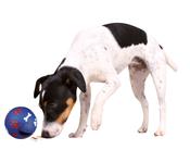Trixie Plastic Dog Treat Ball 11cm