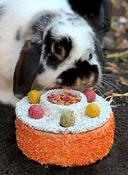 Rosewood Small Animal Birthday Cake