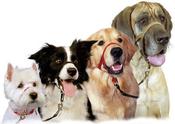 Company of Animals HALTI Headcollar - S3