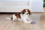 Trixie Cotton Protective Dog Socks 2 Piece Non Slip - S-M image