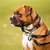 HALTI OptiFit Dog Training Collar Adjustable - Medium