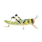 Reptile Live Food - Locust - XLarge