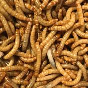 Reptile Live Food - Mealworms