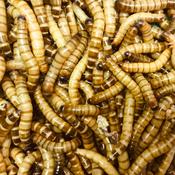 Reptile Live Food - Morio Worm